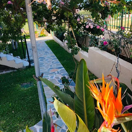 Strelitzia